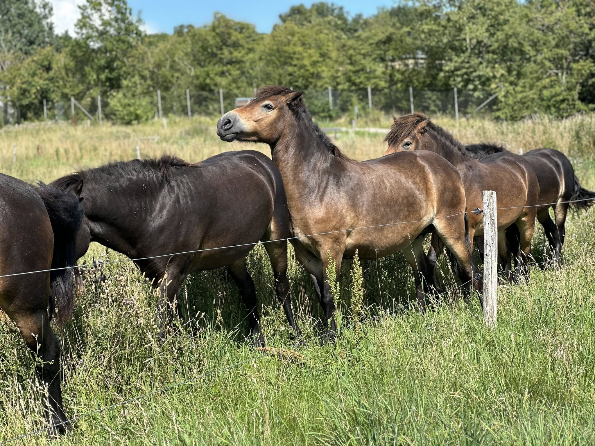 Stemningsbillede fra Kasted